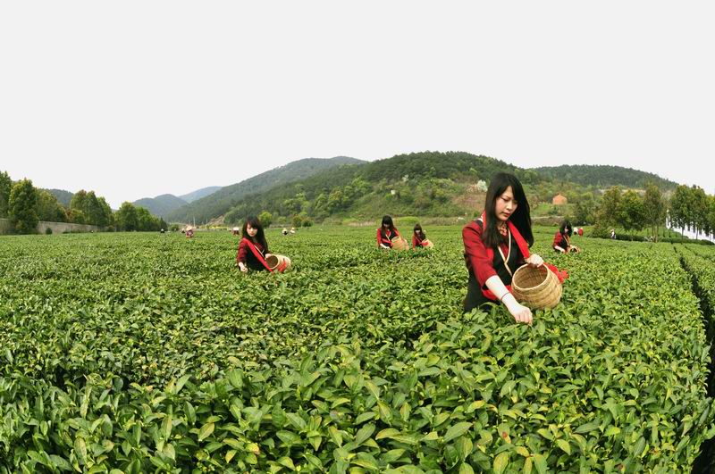 皖垦新茶生产黄金季