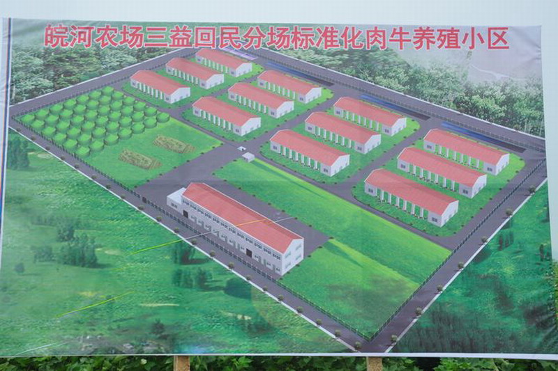 皖河农场:皖西南大型肉牛养殖动工开建