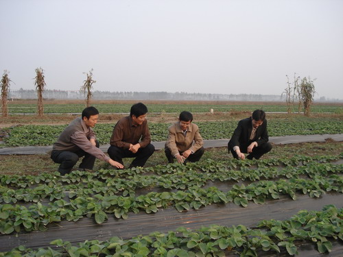 水家湖草莓基地图片